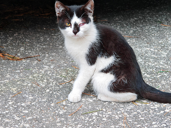 Котята