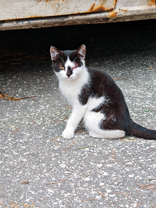 Kassipojad (1 foto / 2)