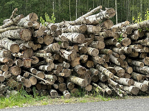 Продаю дрова березы (2 фото из 4)