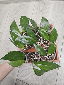 Hoya Vahalill pistikud черенки Хойи Восковика (1 foto / 2)