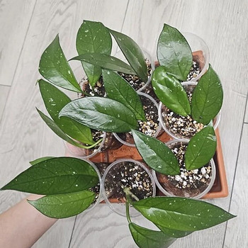Hoya Vahalill pistikud черенки Хойи Восковика