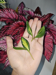 Hoya Vahalill pistikud черенки Хойи Восковика (2 foto / 2)