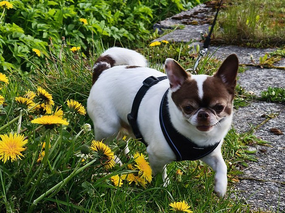 Выгул собак