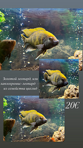 Рыбки (2 фото из 3)
