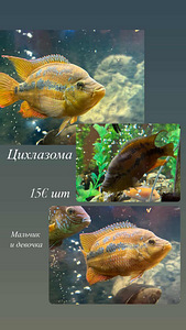 Рыбки (3 фото из 3)