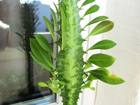 KOLMEKANDILINE PIIMALILL Euphorbia trigona