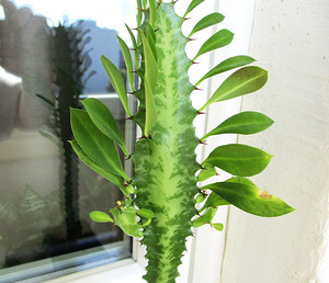 KOLMEKANDILINE PIIMALILL Euphorbia trigona (1 foto / 4)