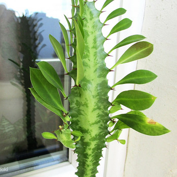 KOLMEKANDILINE PIIMALILL Euphorbia trigona