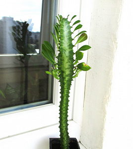 KOLMEKANDILINE PIIMALILL Euphorbia trigona (2 foto / 4)