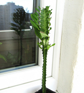 KOLMEKANDILINE PIIMALILL Euphorbia trigona (3 foto / 4)