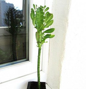 KOLMEKANDILINE PIIMALILL Euphorbia trigona (4 foto / 4)