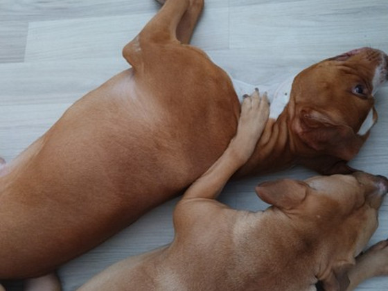 Syntymässä aidot pittbull rednose pennut