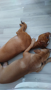 Syntymässä aidot pittbull rednose pennut (1 valokuva sivusta 5)