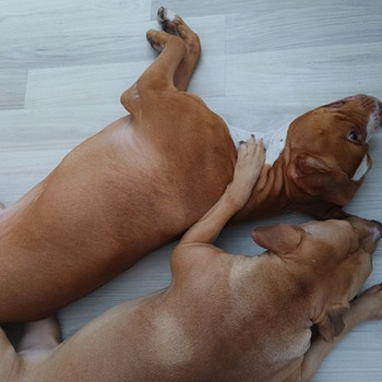 Syntymässä aidot pittbull rednose pennut