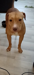 Syntymässä aidot pittbull rednose pennut (2 valokuva sivusta 5)