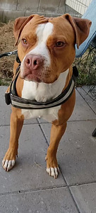 Syntymässä aidot pittbull rednose pennut (3 valokuva sivusta 5)