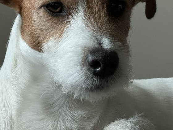 Jack Russelli otsib pruuti