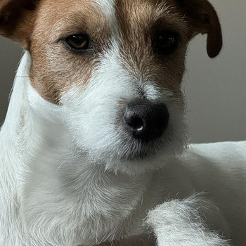 Jack Russelli otsib pruuti