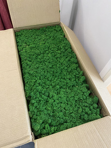 Стабилизированный оленьий мох (Reindeer moss/Nature green) (3 фото из 3)