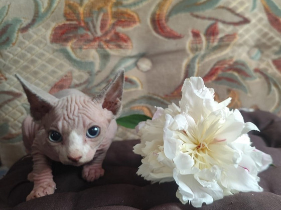 Котята
