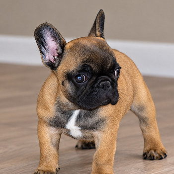 Prantsuse buldog