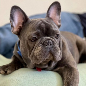 Prantsuse buldog paaritamine