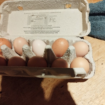 Домашние куриные яйца