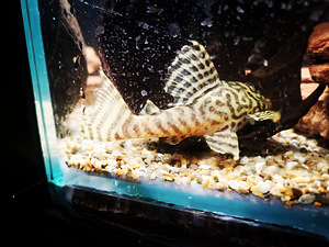 Hypancistrus / L-сомы (8 фото из 10)