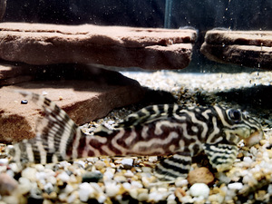 Hypancistrus / L-сомы (10 фото из 10)