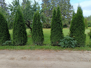 Elupuu Smaragt 3m (3 foto / 3)