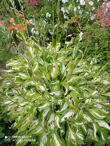Хоста (4 фото из 4)
