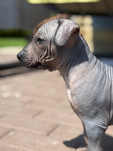 Mehhiko karvutu (xoloitzcuintli) (1 foto / 6)