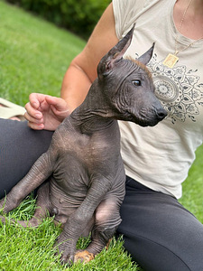 Mehhiko karvutu (xoloitzcuintli) (2 foto / 6)