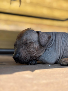 Mehhiko karvutu (xoloitzcuintli) (3 foto / 6)