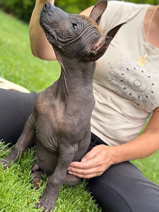Mehhiko karvutu (xoloitzcuintli) (4 foto / 6)