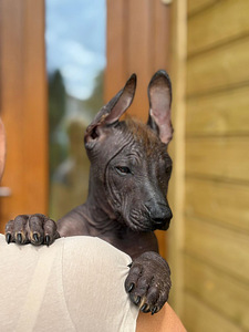 Mehhiko karvutu (xoloitzcuintli) (5 foto / 6)