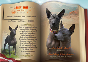 Mehhiko karvutu (xoloitzcuintli) (6 foto / 6)
