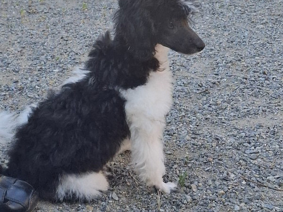 Rambo