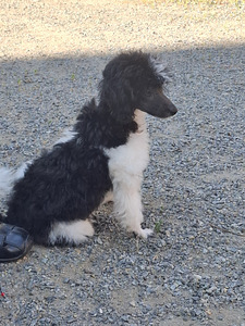 Rambo (1 valokuva sivusta 3)