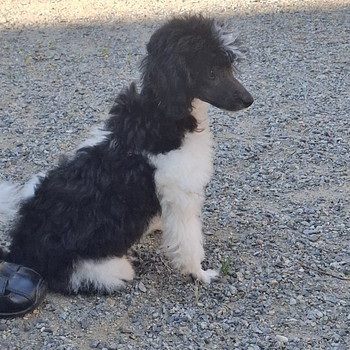 Rambo