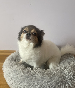 Chihuahua paaritamiseks (1 foto / 1)