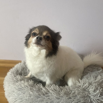 Chihuahua paaritamiseks