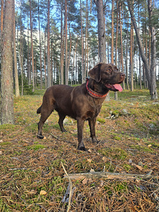 Labradora-Retrīvera kucēni (10 foto no 10)