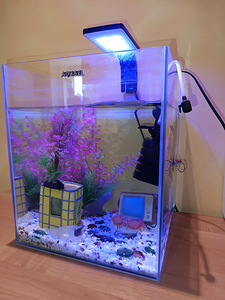 Аквариум с сомиками 30 л (1 фото из 2)