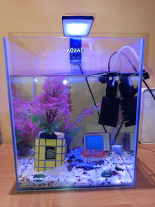 Аквариум с сомиками 30 л (2 фото из 2)