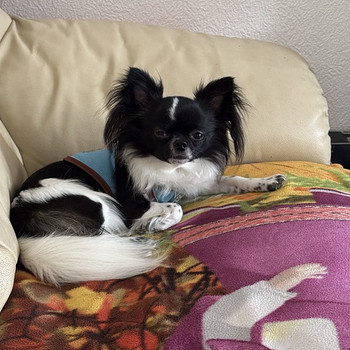Вязка