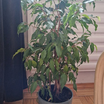 Растения цветы.
