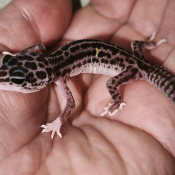 Gekko