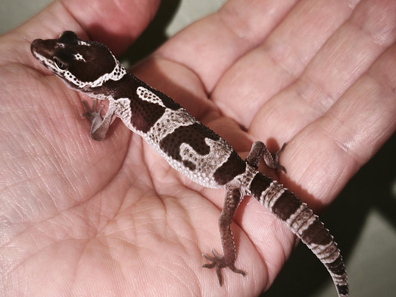 Gekko