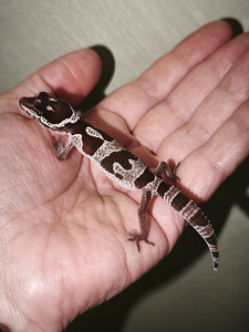 Gekko (1 foto / 1)